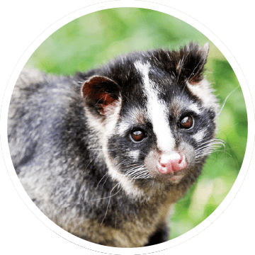 ハクビシン画像