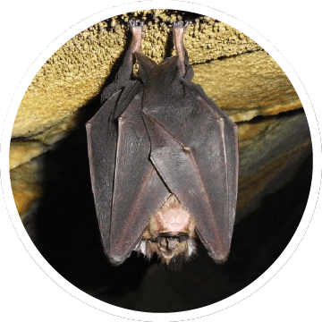 コウモリ画像