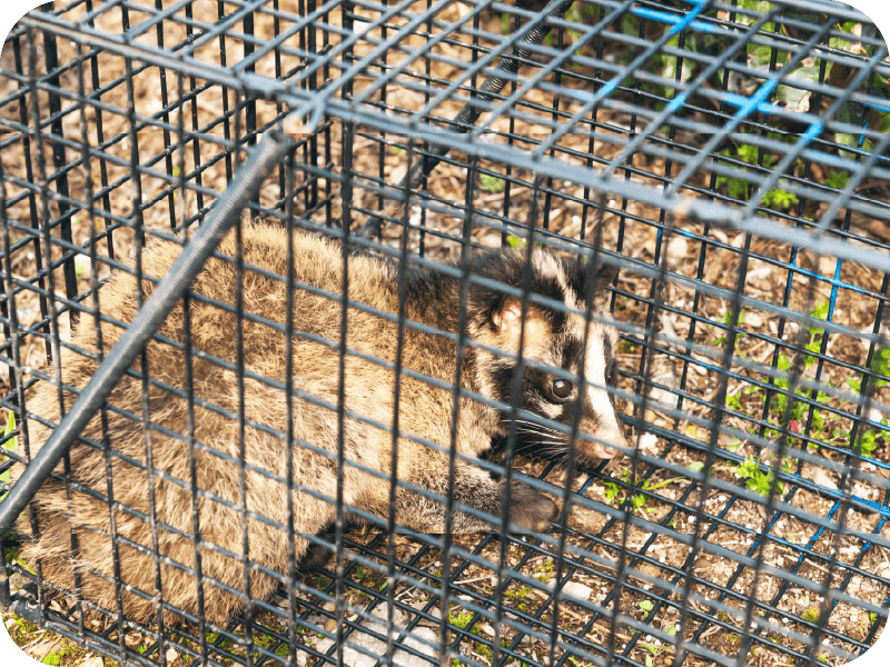 駆除・追い出しのイメージ画像